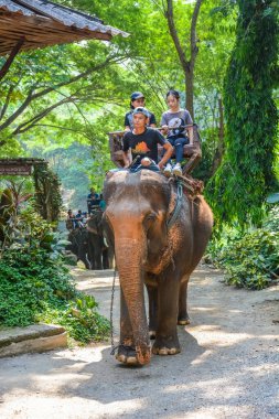 Tayland. Chiang Mai. Maetaman Fil Kampı