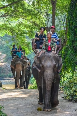Tayland. Chiang Mai. Maetaman Fil Kampı