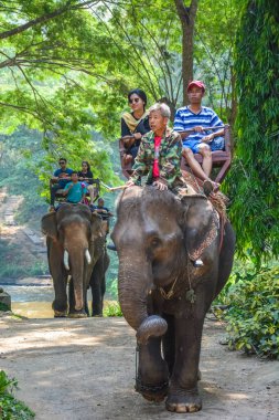 Tayland. Chiang Mai. Maetaman Fil Kampı