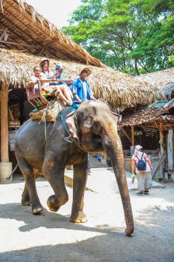 Tayland. Chiang Mai. Maetaman Fil Kampı