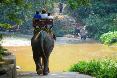 Tayland. Chiang Mai. Maetaman Fil Kampı