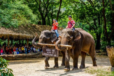 Tayland. Chiang Mai. Maetaman Fil Kampı