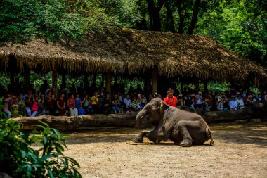Tayland. Chiang Mai. Maetaman Fil Kampı