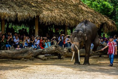 Tayland. Chiang Mai. Maetaman Fil Kampı