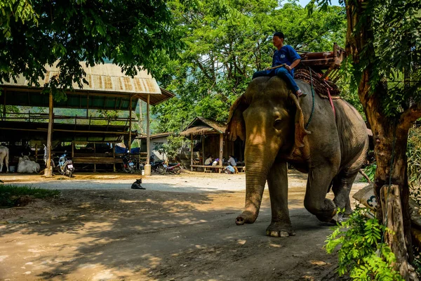 Tailandia Chiang Mai Campamento Elefantes Maetaman — Foto de Stock