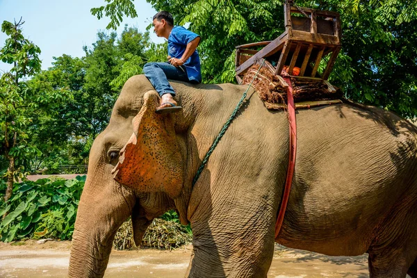 チェンマイ メータマン象のキャンプ — ストック写真