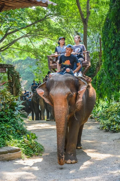 チェンマイ メータマン象のキャンプ — ストック写真