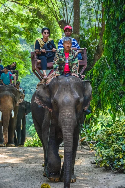 Tailandia Chiang Mai Campamento Elefantes Maetaman — Foto de Stock