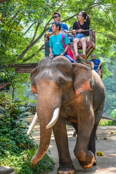 Tailandia Chiang Mai Campamento Elefantes Maetaman — Foto de Stock