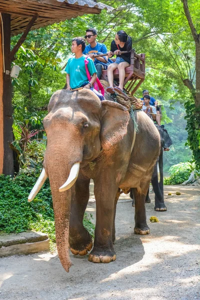 Tailandia Chiang Mai Campamento Elefantes Maetaman — Foto de Stock
