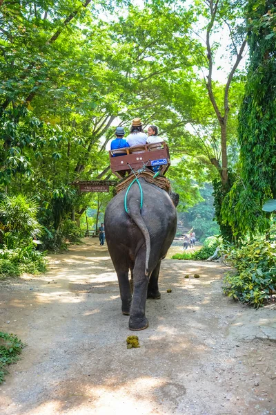 Thaïlande Chiang Mai Camp Éléphants Maetaman — Photo