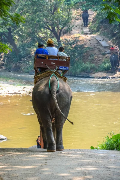 Tailandia Chiang Mai Campamento Elefantes Maetaman — Foto de Stock