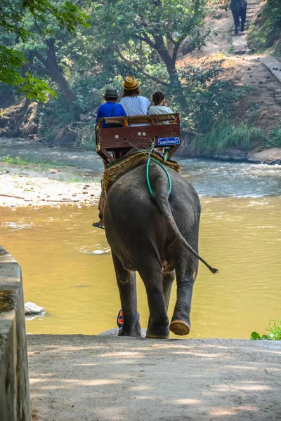 Tailandia Chiang Mai Campamento Elefantes Maetaman — Foto de Stock