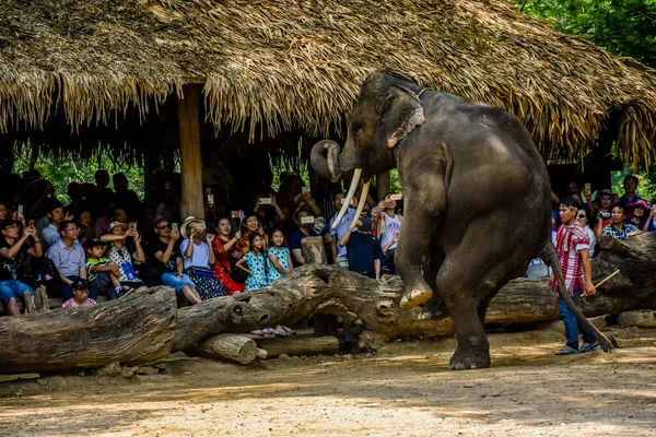 Tailândia Chiang Mai Acampamento Elefantes Maetaman — Fotografia de Stock