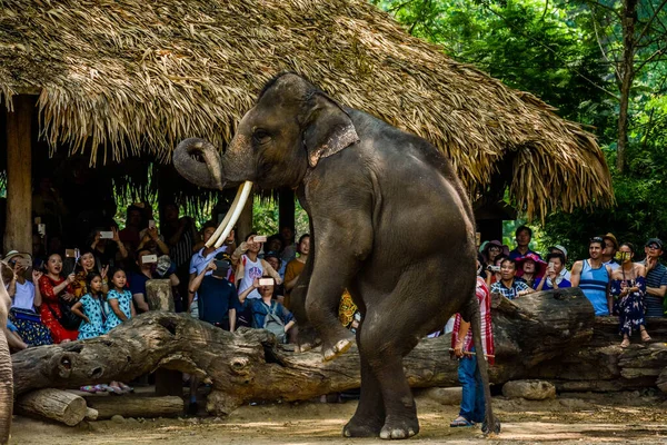 Tayland. Chiang Mai. Maetaman Fil Kampı