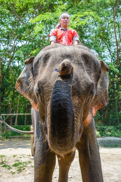 Tailandia Chiang Mai Campamento Elefantes Maetaman — Foto de Stock