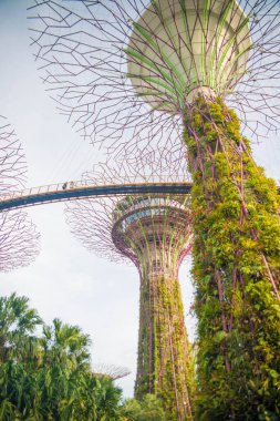 Singapur. Körfez kenarındaki bahçelerin manzarası