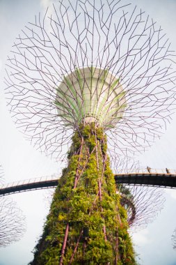 Singapur. Körfez kenarındaki bahçelerin manzarası