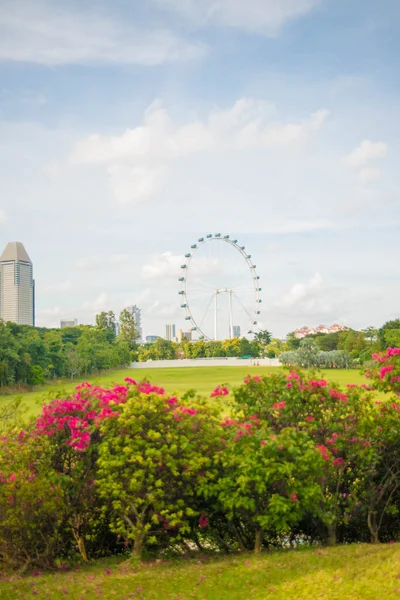 新加坡 海湾边的花园景观 — 图库照片