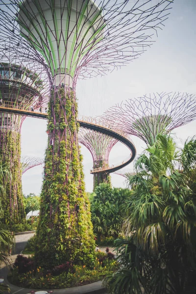 Singapur Una Vista Los Jardines Por Bahía —  Fotos de Stock