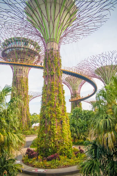 Singapur. Körfez kenarındaki bahçelerin manzarası