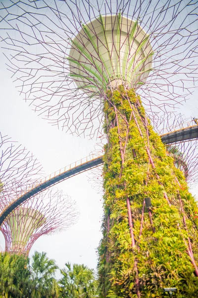 Singapur Una Vista Los Jardines Por Bahía —  Fotos de Stock