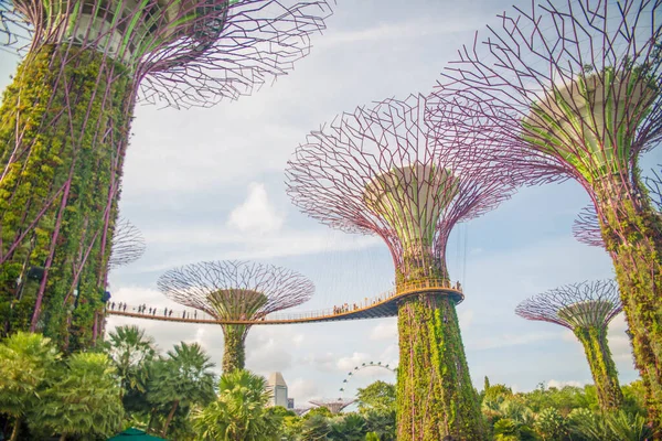 Singapura Jardins Junto Baía — Fotografia de Stock