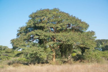 Myanmar. Bagan. Şehir tapınaklarının güzel manzarası.