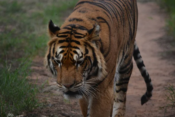 Paraguay Assuncion View Animals City Local Zoo — Stock Photo, Image