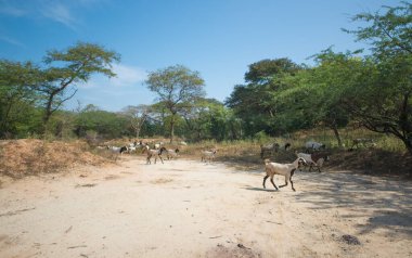 Myanmar. Bagan. Şehir tapınaklarının güzel manzarası.