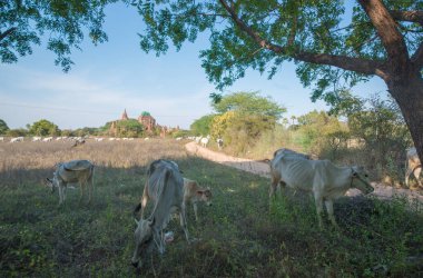 Myanmar. Bagan. Şehir tapınaklarının güzel manzarası.