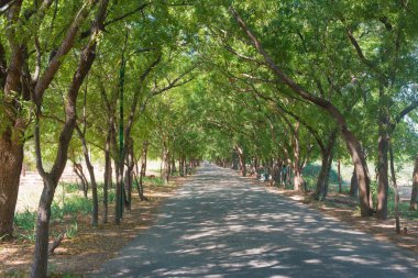 Myanmar. Bagan. Muhteşem Bagan Resort Oteli manzarası.