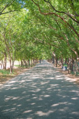 Myanmar. Bagan. Güzel bir şehir manzarası ve yerel halk..