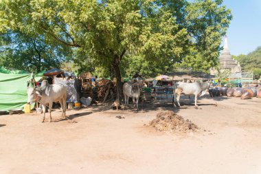 Myanmar. Bagan. Güzel bir şehir manzarası ve yerel halk..