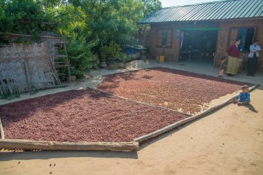 Myanmar. Bagan. Geleneksel bir köyün güzel manzarası.