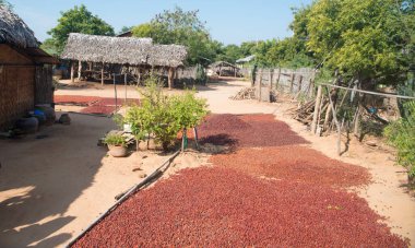 Myanmar. Bagan. Geleneksel bir köyün güzel manzarası.