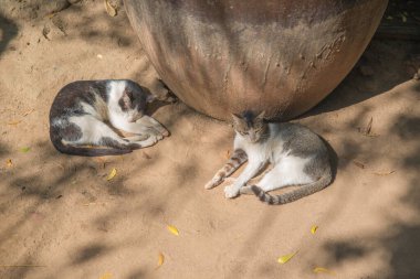 Myanmar. Bagan. Geleneksel bir köyün güzel manzarası.