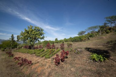 Myanmar. Inle Gölü. Kırmızı Şarap Şaraphanesinin güzel bir manzarası.