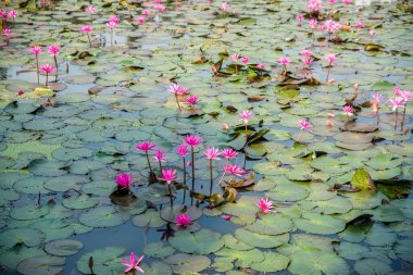 Myanmar. Yangon. Şehrin ve halkının güzel bir manzarası..