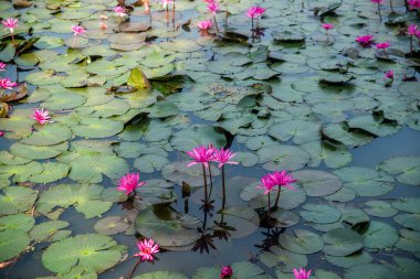 Myanmar. Yangon. Şehirdeki güzel bir park manzarası..