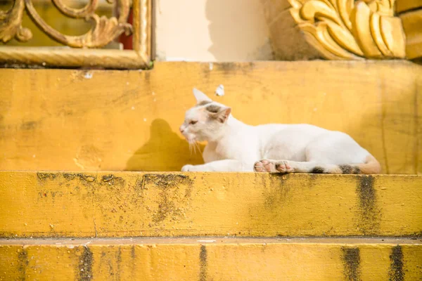 Myanmar Ben Yangon Sule Pagoda — Stockfoto