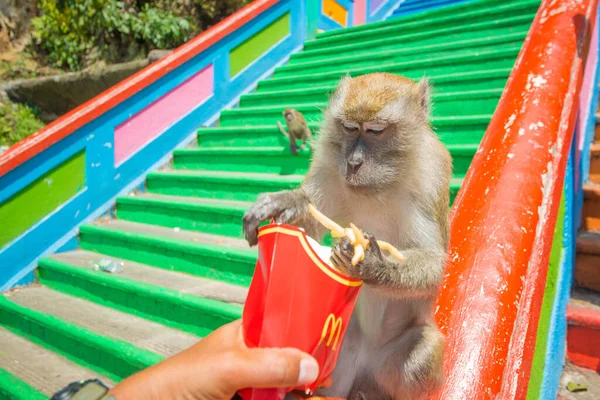 Kuala Lumpur Malásia Uma Bela Vista Dos Macacos Templo Das — Fotografia de Stock