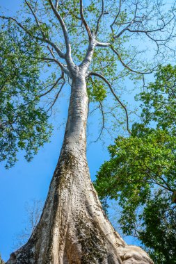 Kamboçya. Siem Reap. Angkor Wat 'taki Ta Prhom tapınağındaki güzel bir ağaç manzarası harabe..