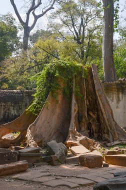 Kamboçya. Siem Reap. Angkor Wat 'daki Ta Prhom tapınağının güzel bir manzarası var..