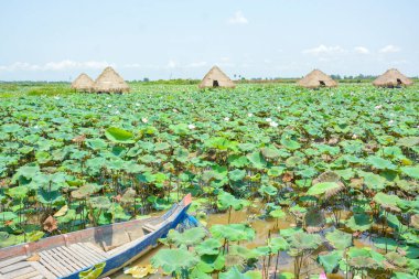Çiçekli güzel manzara ve nilüfer çiçekleri çiftliğinde yeşil yapraklar, Kamboçya