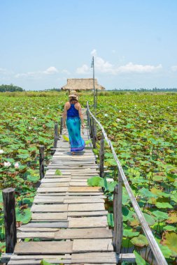 Kamboçya. Siem Reap. Lotus Çiçeği Çiftliği