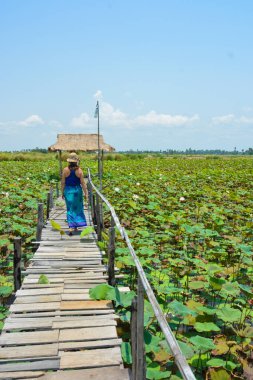 Kamboçya. Siem Reap. Lotus Çiçeği Çiftliği