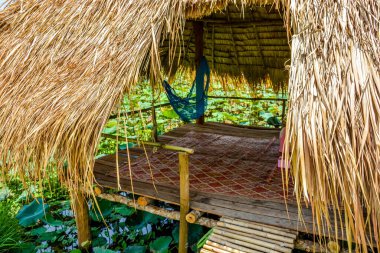 Kamboçya. Siem Reap. Lotus Çiçeği Çiftliği