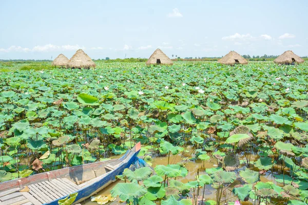 Чудовий Вид Квітами Зеленим Листям Квітковій Фермі Лотосі Камбоджа — стокове фото