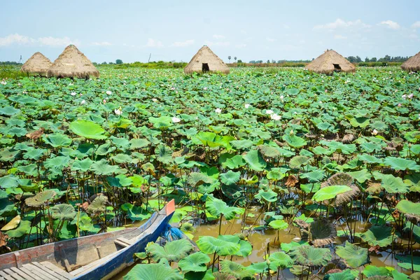 Чудовий Вид Квітами Зеленим Листям Квітковій Фермі Лотосі Камбоджа — стокове фото
